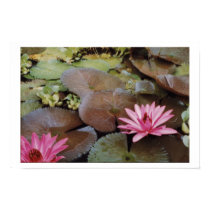 Columbian Lilies posters by Costales Columbian Lilies posters