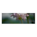 Columbine | Akelei business cards