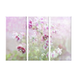 Columbine Beauty Stretched Canvas Prints