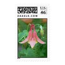 columbine flower 05 stamp