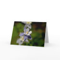 Columbine Flower 7 cards
