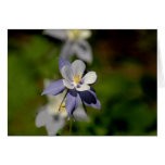 Columbine Flower 7 Card