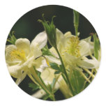 Columbine flower and its meaning stickers