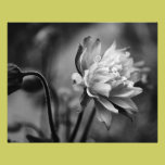 Columbine Flower in Black and White photography