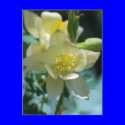 Columbine flower means to win postcards