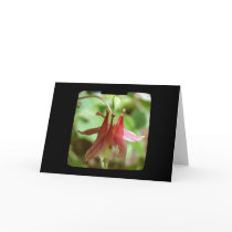 Columbine Flower TTV Cards