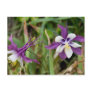 Columbine Flowers Postcards
