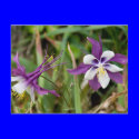 Columbine Flowers Postcards