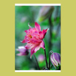 Columbine in the Shade posters
