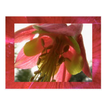 columbine post card
