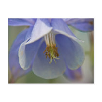 Columbine Postcard