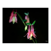 Columbine posters by THPenuel Columbine posters