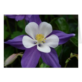 Columbine Purple and White Flower Card card