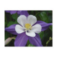 Columbine Purple and White Flower Postcard postcard