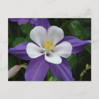 Columbine Purple and White Flower Postcard postcard