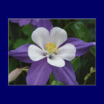 Columbine Purple and White Flower Postcard postcards