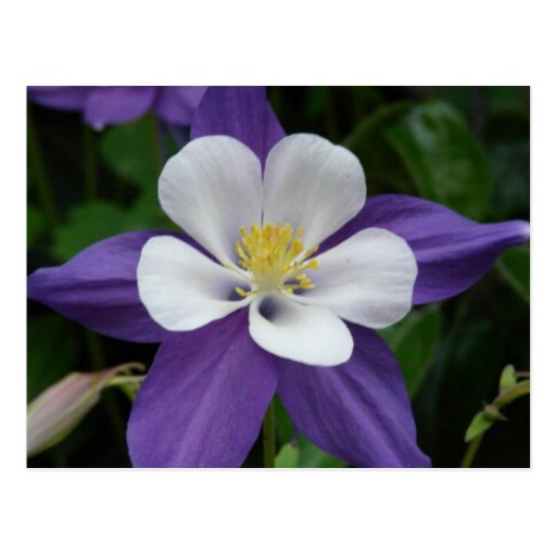 Columbine Purple and White Flower Postcard