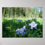 Columbines, Rawah Wilderness posters