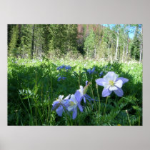 Columbines, Rawah Wilderness Posters