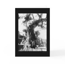 Columbus Tree at Santo Domingo 1912 cards by lc_vintagephotos Columbus Tree at Santo Domingo 1912 cards