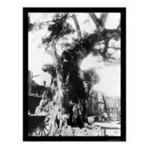 Columbus Tree at Santo Domingo 1912 posters by lc_vintagephotos Columbus Tree at Santo Domingo 1912 posters