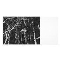 Column Under Weeping Tree Reverse Negative Picture Card
