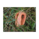 Columned Stinkhorn Mushroom OBX #1 Postcard