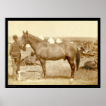 Comanche, Army Horse SD 1887 posters