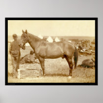 Comanche, Army Horse SD 1887 Poster