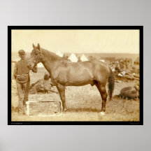 Comanche, Army Horse SD 1887 Poster