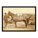 Comanche, Army Horse SD 1887 posters by lc_grabill Comanche, Army Horse SD 1887 posters