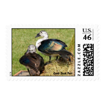 Comb Duck - Pair Stamp