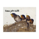 Come Join Us/Swallow Baby Chicks LOUD Invites Post Card
