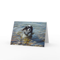 "Come Play With Me" Greeting Card by darenw5 "Come Play With Me" Greeting Card