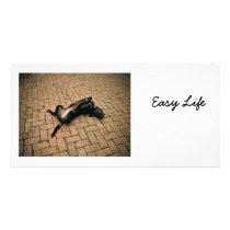 Comfortable black dog photo cards by fotoplus Comfortable black dog photo cards