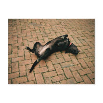 Comfortable black dog postcards