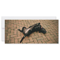 Comfortable black dog customized rack card