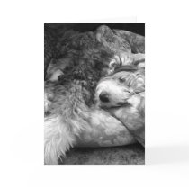 Comfortable Snooze Old English Sheepdog cards