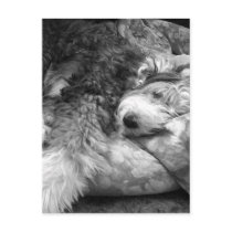 Comfortable Snooze Old English Sheepdog postcards