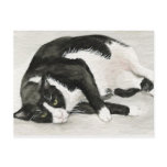 "Comfortable Tuxedo Cat" Art Postcards