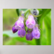 Comfrey Flowers Poster