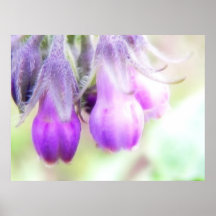 Comfrey Herb - Flowers Print
