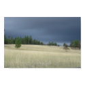 Coming Storm posters by kcwallace Coming Storm posters