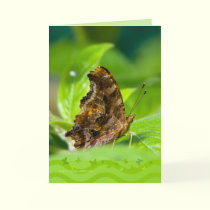 Comma Butterfly cards