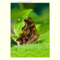Comma Butterfly cards