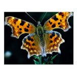 Comma butterfly post card