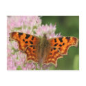 Comma Butterfly postcards by heysje Comma Butterfly postcards