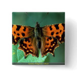 Comma, Polygonia c-album buttons
