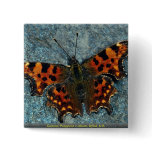 Comma, Polygonia c-album, Dyfed, U.K. buttons