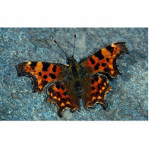 Comma, Polygonia c-album, Dyfed, U.K. Acrylic Cut Outs